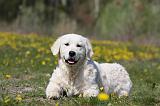 GOLDEN RETRIEVER 912